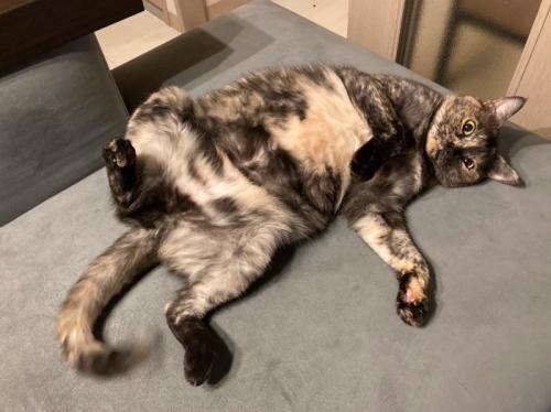 寝転がる猫