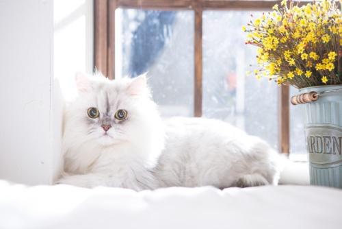 窓際にいるペルシャ猫