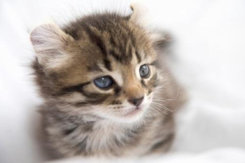 耳がカールした子猫