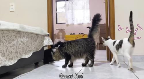 子猫に挨拶する先住猫達