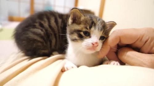 頬をなでなで