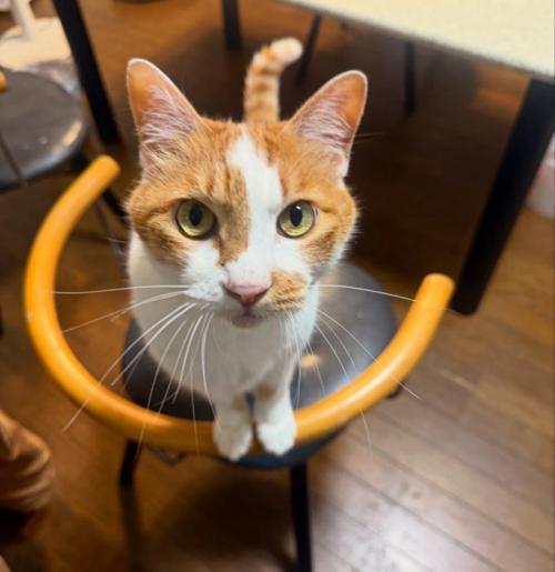 イスに乗る猫