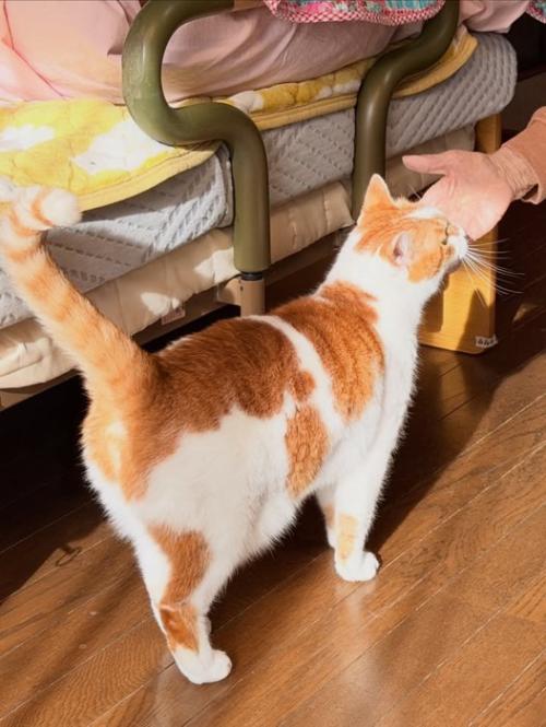 顔をなでられる猫