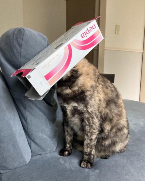 ティッシュの空き箱を被る猫2