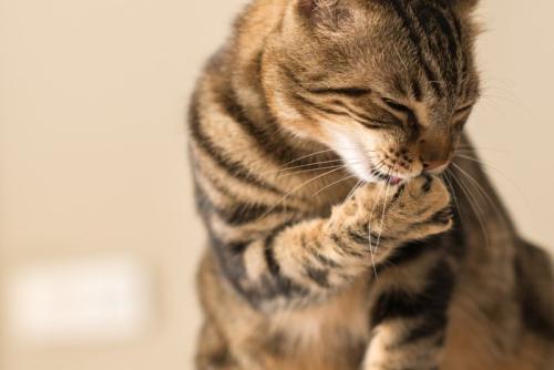 毛づくろい中の猫