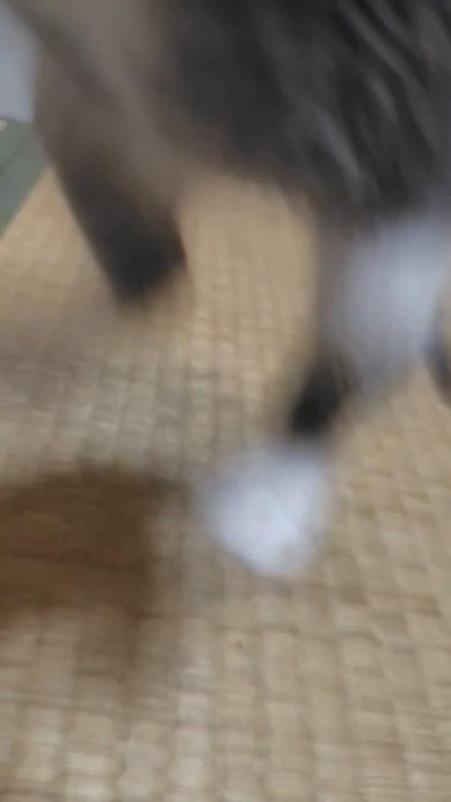 ジャンプする子猫