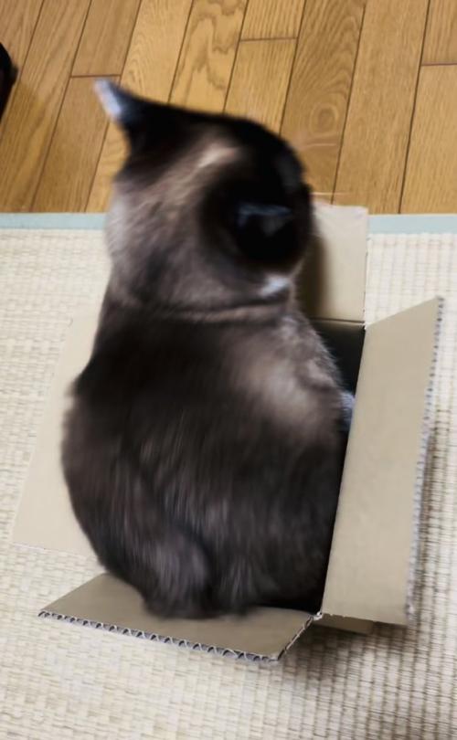 段ボール箱の中で体を動かす保護猫