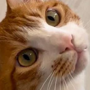 キョトンとした顔で飼い主を見つめる猫→『床』を見ると……思わず笑ってしまう光景に2万いいね「やっちまったねw」「たまらなく好きw」