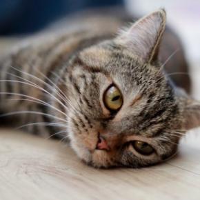 猫が『脱水症状』になっているときのサイン4つ 応急処置の方法や心がけるべき予防法も解説