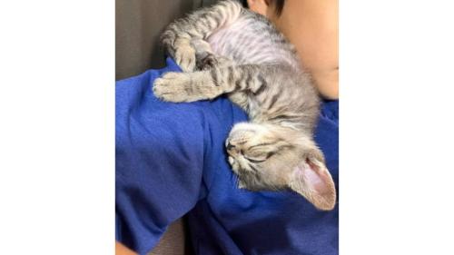 寝ている猫