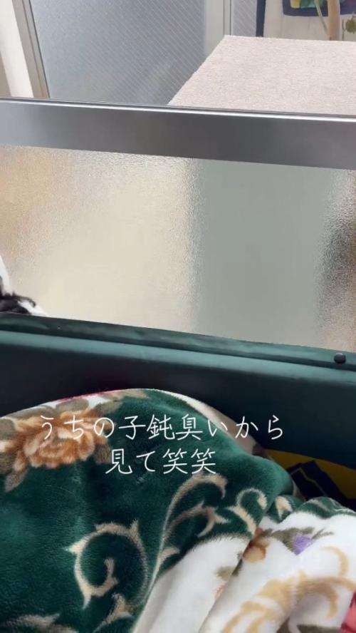 隙間から出ようとする猫さん