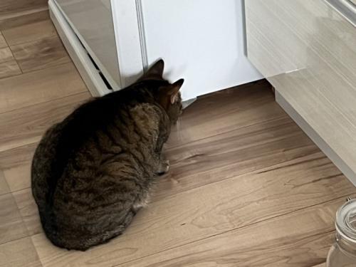 かがんでいる猫の体勢の様子