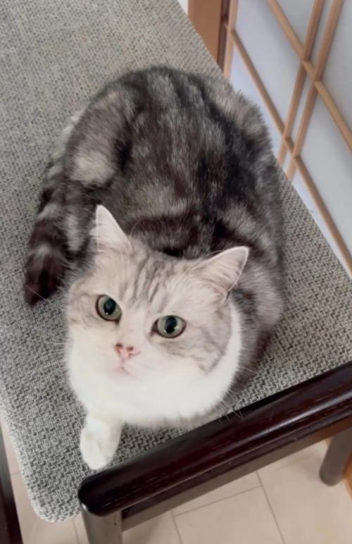 見上げる猫