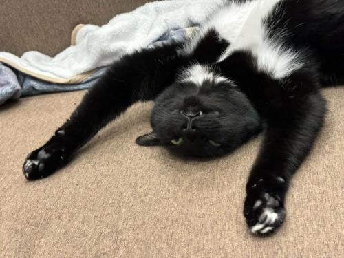 仰向けになっている白黒猫の顔