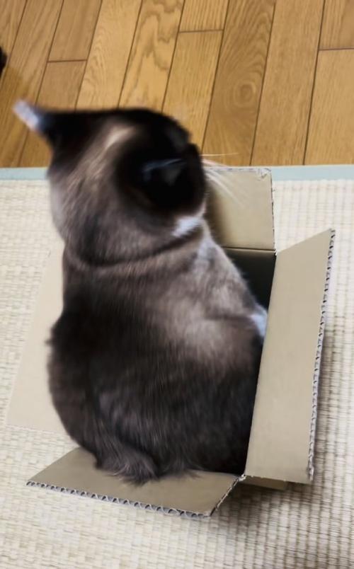 段ボール箱の中で体を動かす保護猫