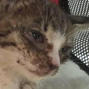 呼吸をするのも『ギリギリの状態だった子猫』を保護した結果…立派に成長した『6年後の光景』に感動「ほんとうに良かったね」「愛情の賜物」