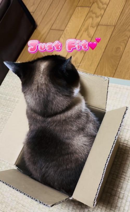 段ボール箱に入った保護猫