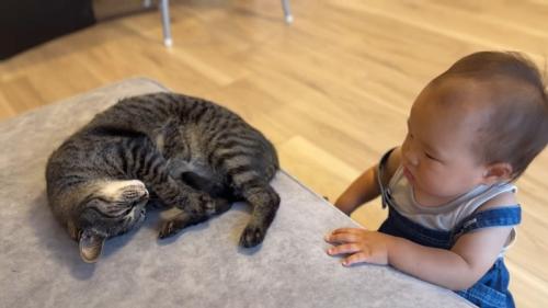 ゴロンする猫と赤ちゃん