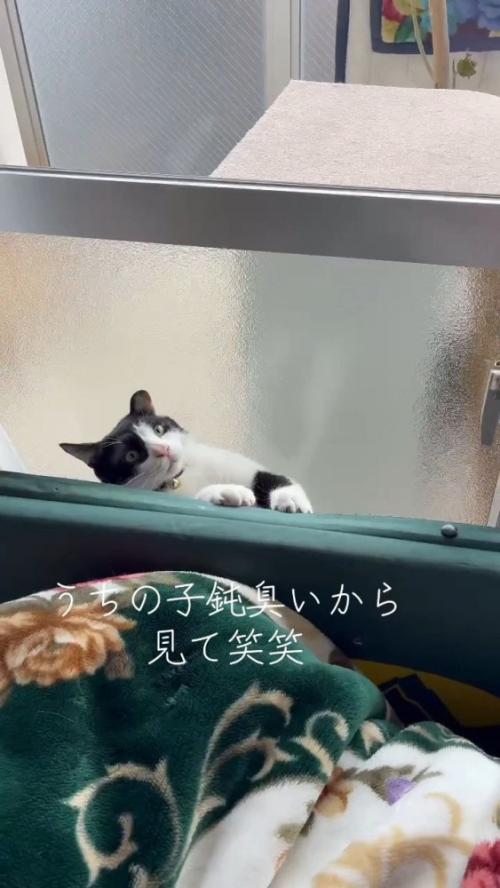隙間から出ようとする猫さん