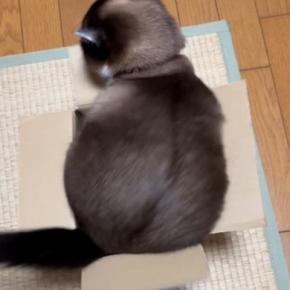段ボール箱に入りたい猫→何度も『おしり』を動かして…可愛すぎて笑ってしまう光景が1670万再生「どすんどすんw」「顔は諦めたかなw」