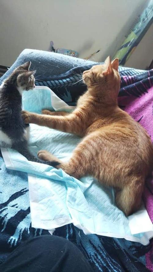 子猫と成猫