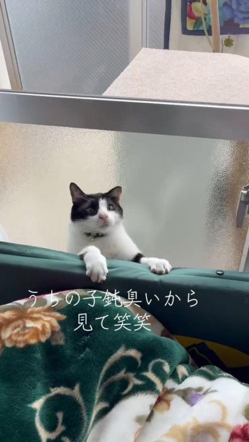 隙間から出ようとする猫さん