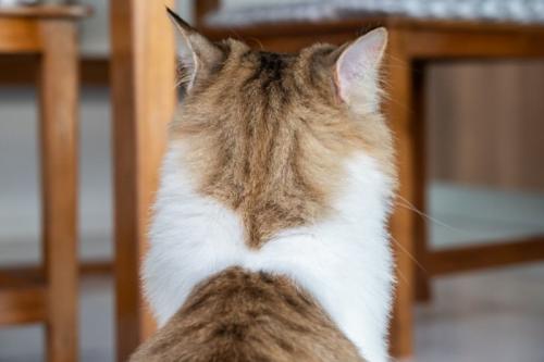 耳だけうしろに向ける猫