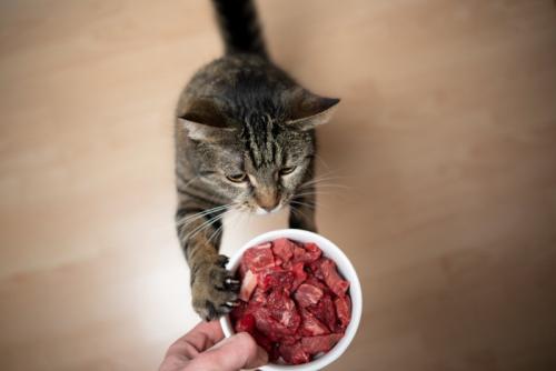 生肉をもらう猫