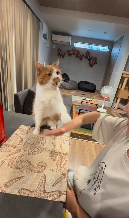 芸をする猫