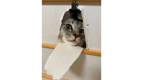 障子と猫