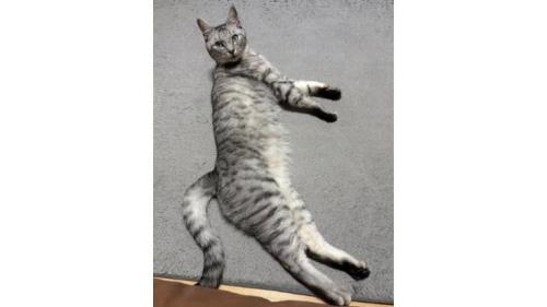 室内にいる猫