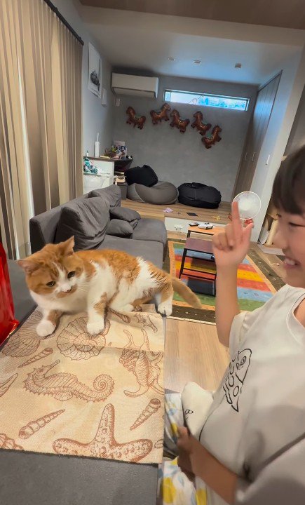 芸をする猫