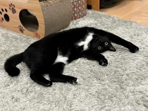 カーペットの上で仰向けになっている白黒猫