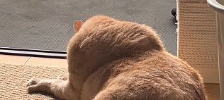 肩が盛り上がった猫
