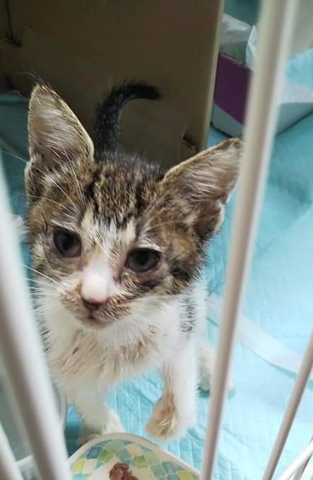 ケージの中にいる子猫