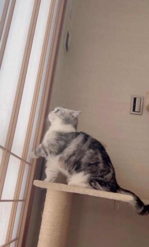 左手で障子をかく猫（文字なし）