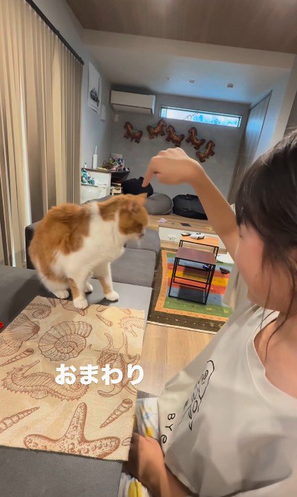 芸をする猫