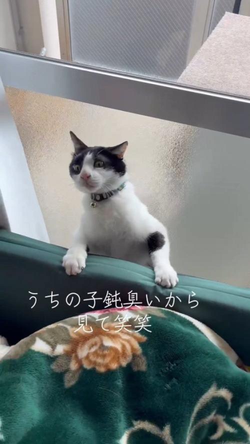 隙間から出ようとする猫さん
