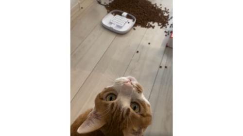 猫と倒れた自動給餌器とカリカリ