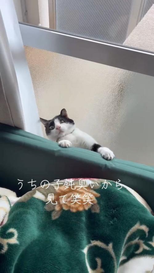 隙間から出ようとする猫さん
