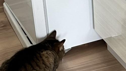 猫の頭の部分と視線の先の様子