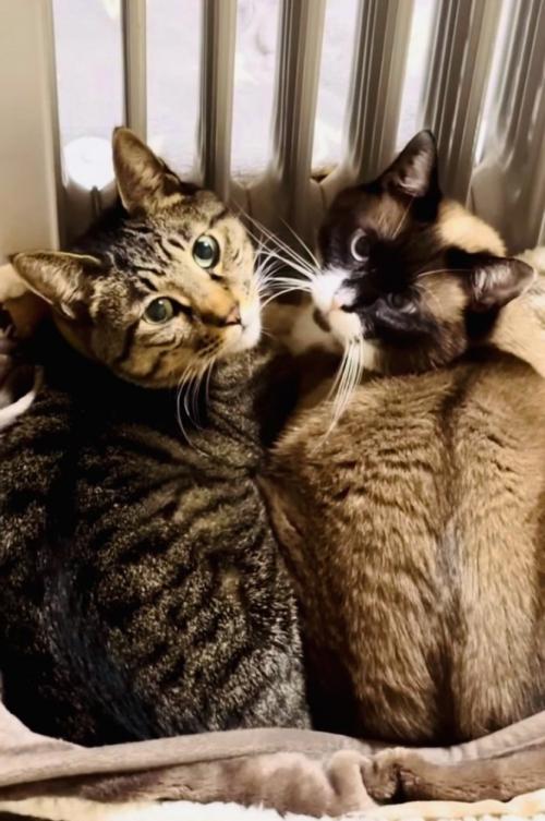 猫用ベッドに入るキジトラ猫と保護猫