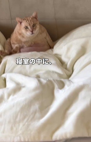 布団の上に座る猫