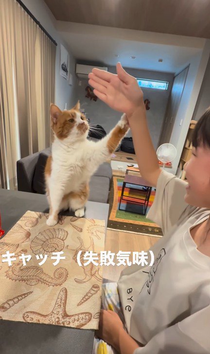 芸をする猫