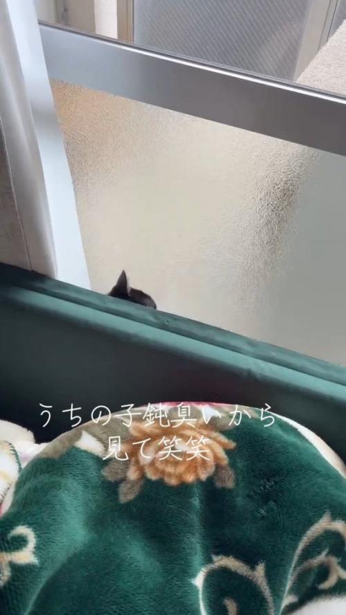 隙間から出ようとする猫さん