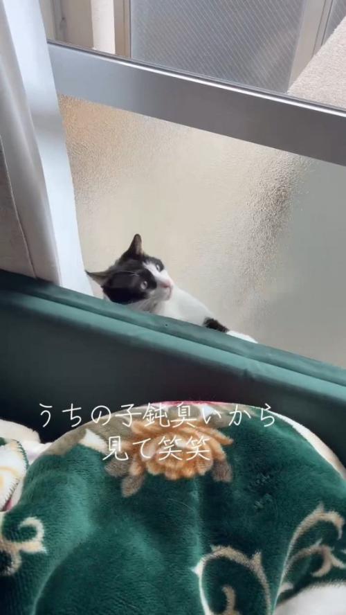 隙間から出ようとする猫さん