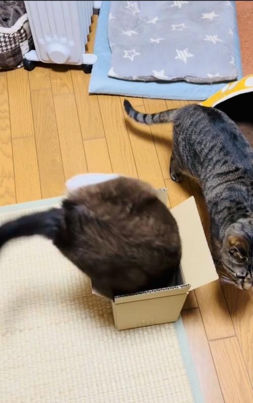 段ボール箱に入ろうとする保護猫と側を歩くキジトラ猫