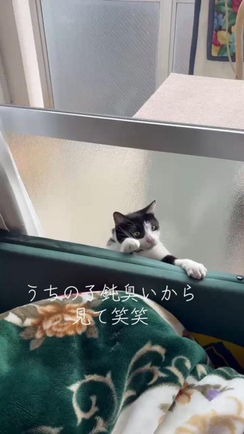 隙間から出ようとする猫さん