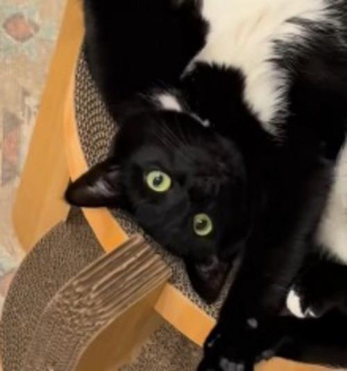 カメラを見つめる白黒猫
