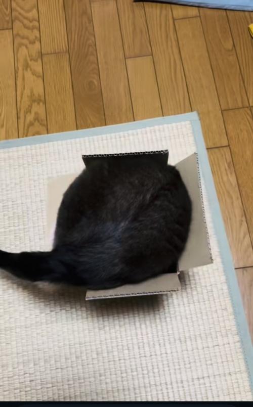段ボール箱に入ろうとする保護猫